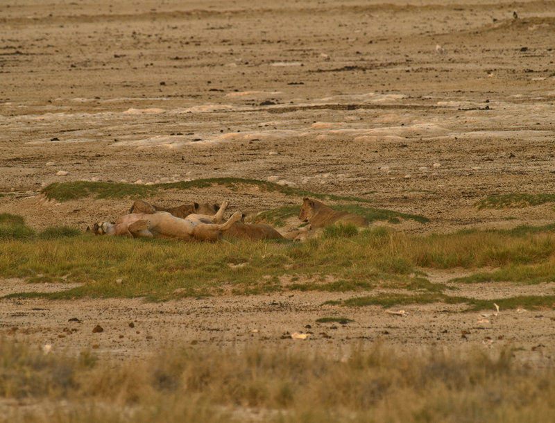Okaukuejo, Lion